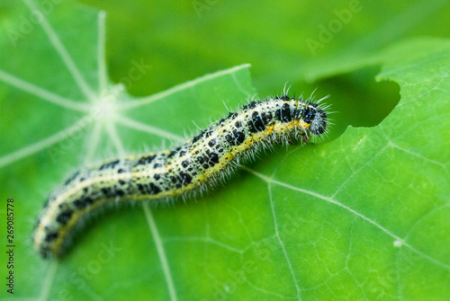 Pieris brassicae caterpillar photo