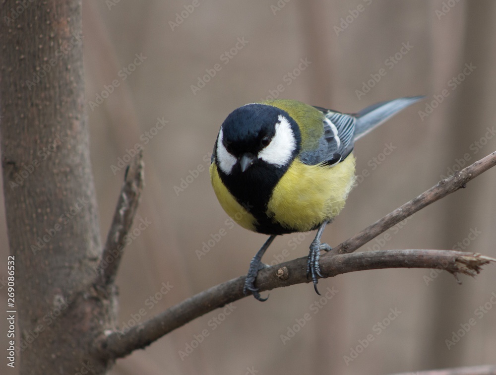 Fototapeta premium Bird sitting on a branch
