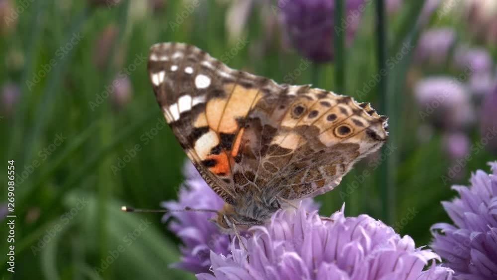 Urticaria butterfly takes nectar with proboscis of honey flowers of lettuce onion. Aglais urticae, Nymphalis urticae diurnal butterfly from family Nymphalidae, species of genus Aglais. insects garden Urticaria butterfly takes nectar with proboscis of honey flowers of lettuce onion. Aglais urticae, Nymphalis urticae diurnal butterfly from family Nymphalidae, species of genus Aglais. insects garden