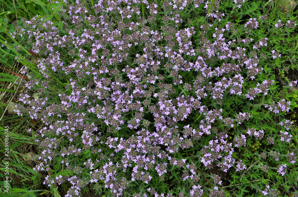 Thyme blooms in the wild Thyme blooms in the wild