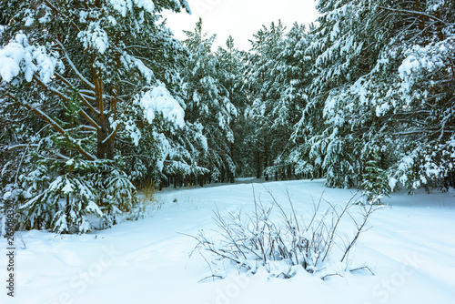 Whitened Fir Trees with Fresh Snow, Lovely Winter Scenery, Majestic White Spruces Glowing by Sunlight, Wintry Scene, Winter Snow-Covered Trees in the Ural Mountains, Winter Landscape photo