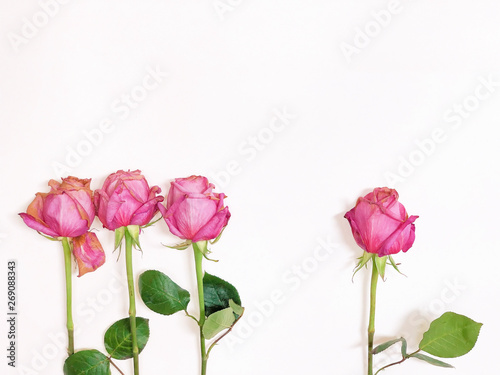 3+1 Pink Roses
