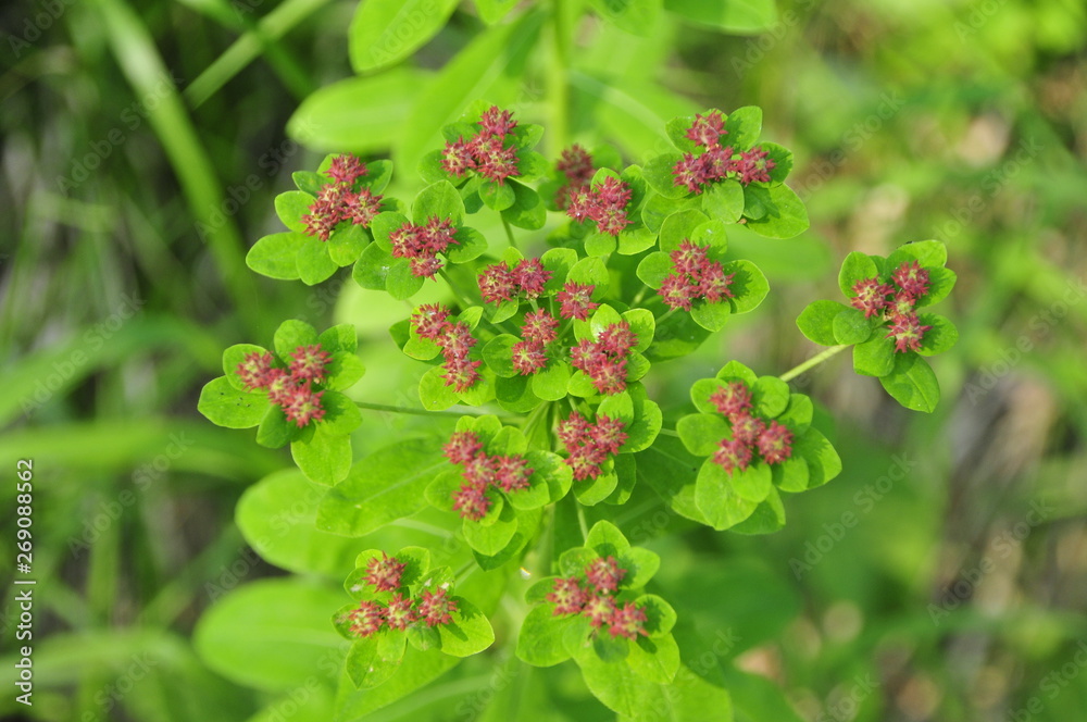 Wildblumen in der Taiga