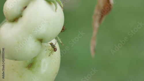 two fruit flies are resting around the young tomato