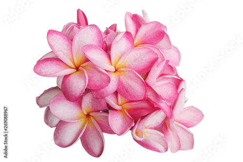 Plumeria flowers isolated on a white backdrop  with clipping path.