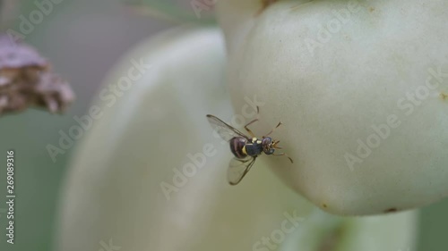 a fruit fly is resting around the young tomato