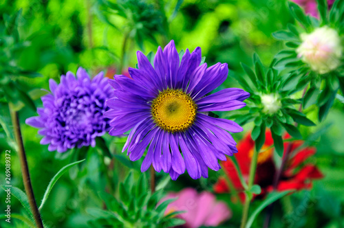 Blume Gerbera Lila