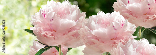Obraz na płótnie ogród aromaterapia bukiet miłość kwiat