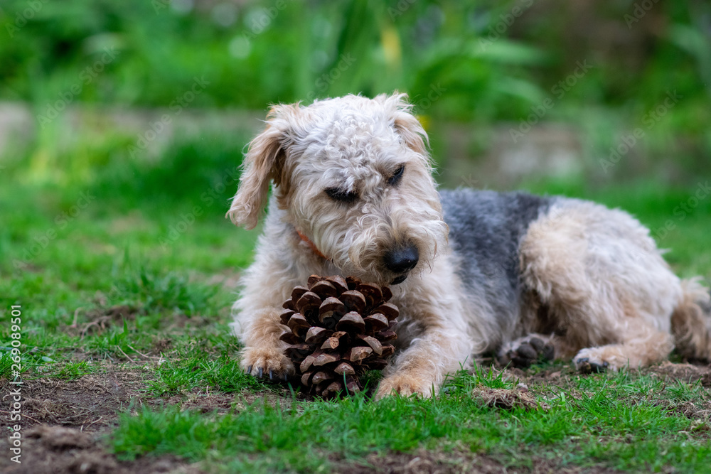 Scruffy puppy dog on grass chewing a pine cone, shallow depth of field. Scruffy puppy dog on grass chewing a pine cone, shallow depth of field.