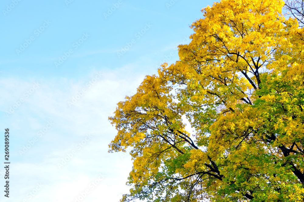 Baumkronen im Herbst Baumkronen im Herbst