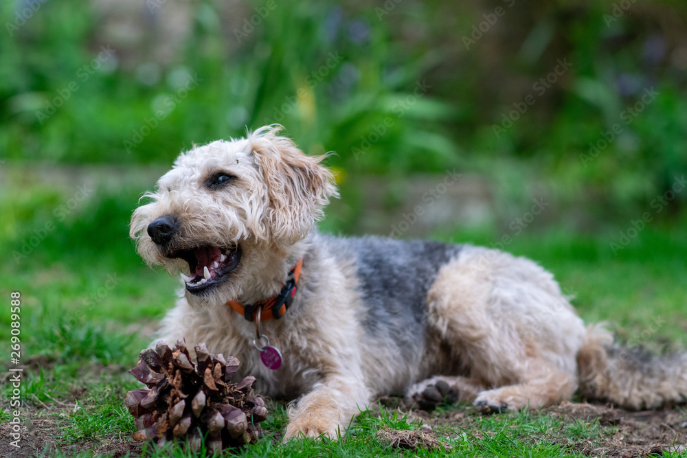 Scruffy puppy dog on grass chewing a pine cone, shallow depth of field. Scruffy puppy dog on grass chewing a pine cone, shallow depth of field.