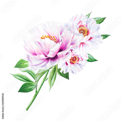 Beautiful white peony. Bouquet of flowers. Floral print. Marker drawing. Watercolor painting. Wedding and birthday composition. Greeting card. Flower painted background. Hand drawn illustration. © Diana