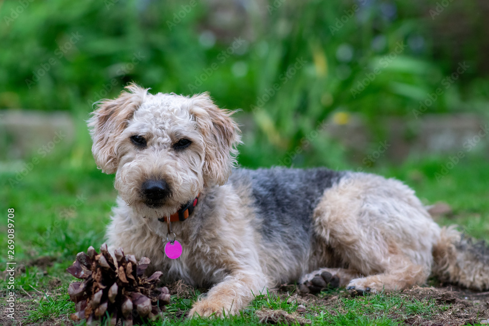 Scruffy puppy dog on grass chewing a pine cone, shallow depth of field. Scruffy puppy dog on grass chewing a pine cone, shallow depth of field.