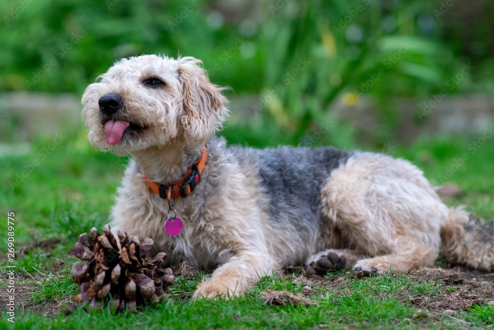 Scruffy puppy dog on grass, sticking out tongue, chewing a pine cone, shallow depth of field.