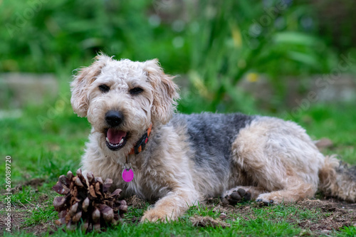 Scruffy puppy dog on grass chewing a pine cone, shallow depth of field. © RichFearon
