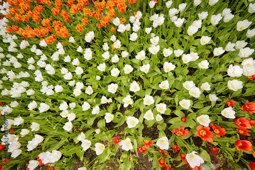 Bright red and white tulips...