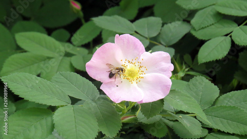 Close up of beautiful dog rose flower in flowerbed in summer garden