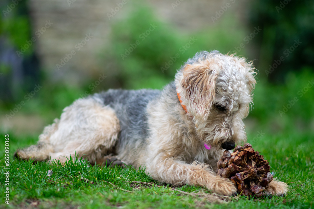Scruffy puppy dog on grass chewing a pine cone, shallow depth of field. Scruffy puppy dog on grass chewing a pine cone, shallow depth of field.
