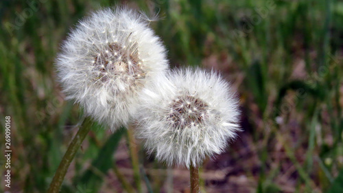 two white fluffy dandelions on the summer lawn