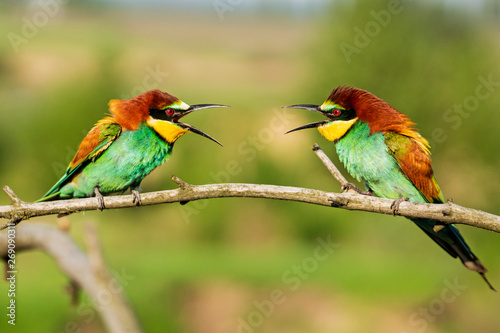 beautiful wild colorful birds look at each other
