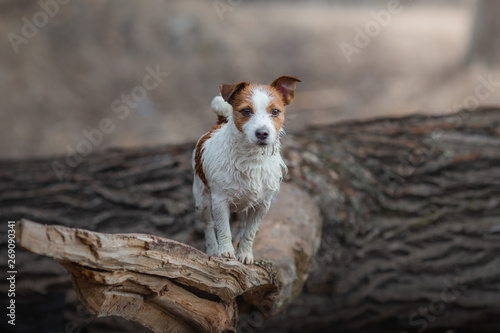 Fototapeta Naklejka Na Ścianę i Meble -  Jack Russell Terrier walks in the woods. small dog in nature
