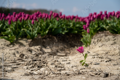 Solitary single flowering tulip in a large bulb field