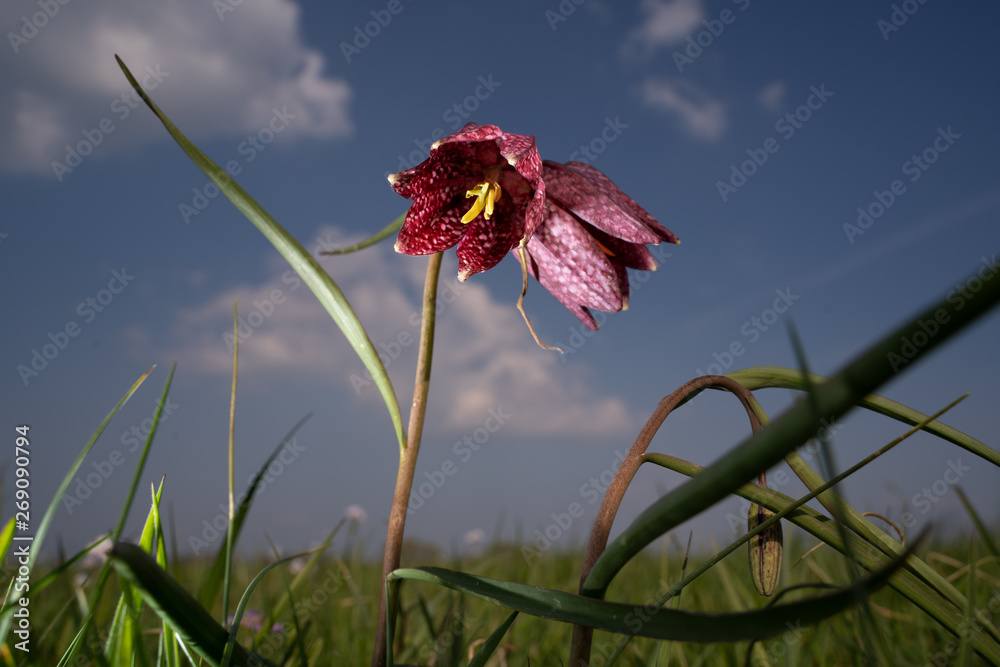 White and purple flowers of the delicate Snake's-head Fritillary can be seen in spring. White and purple flowers of the delicate Snake's-head Fritillary can be seen in spring.