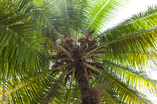 View of the coconut palm from below in the light of the sun in the sunlight. Nature Of South America.