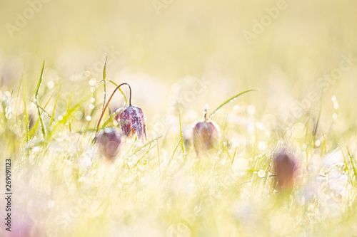 White and purple flowers of the delicate Snakehead Fritillary in the morning sun with hoarfrost in the grass