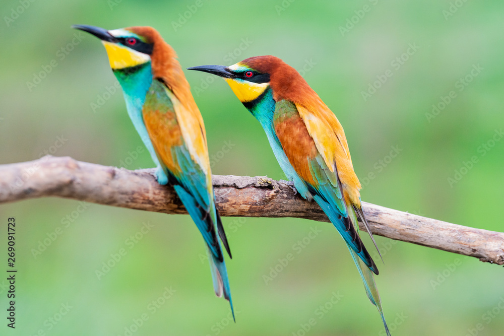 pair of wild colorful birds sitting on a branch pair of wild colorful birds sitting on a branch