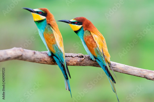 pair of wild colorful birds sitting on a branch