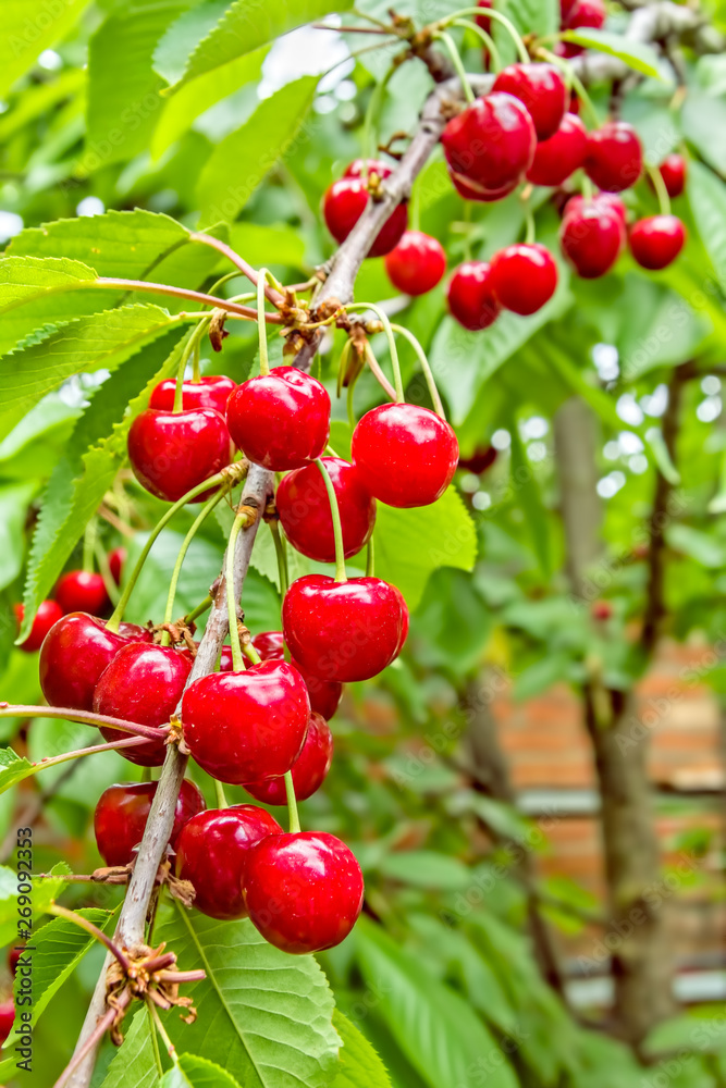 Red berries of a sweet cherry on a branch