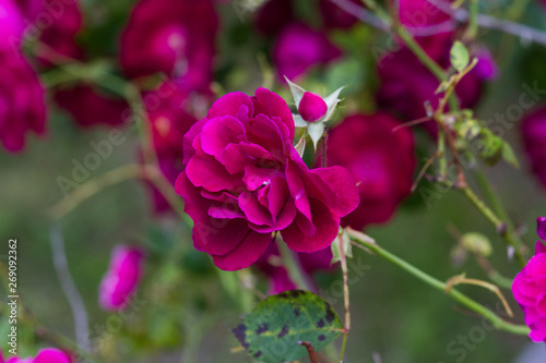 Rose
