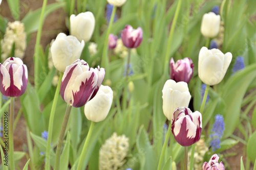 white and purple tulips in a green lawn shot on a sunny spring day