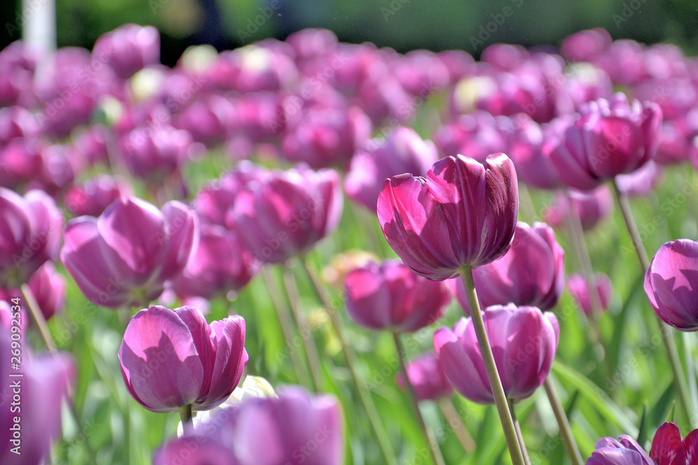 lawn of purple tulips, close-up, on a sunny day