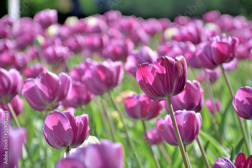 lawn of purple tulips, close-up, on a sunny day