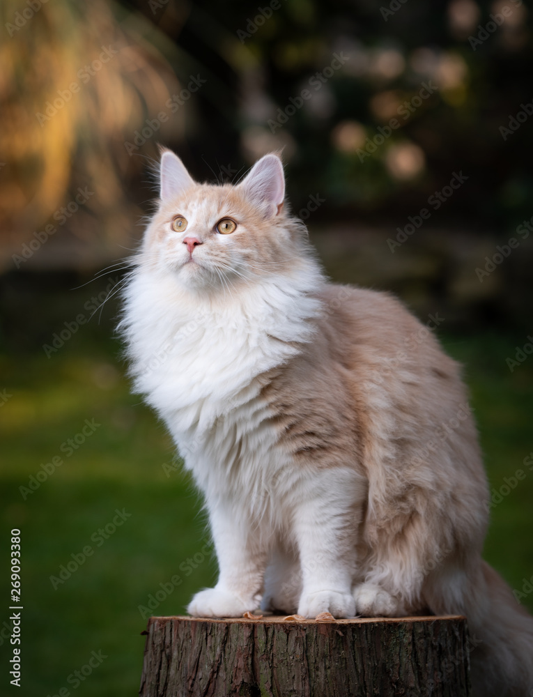 beige fawn maine coon cat sitting on a tree stump outdoors looking up curiously