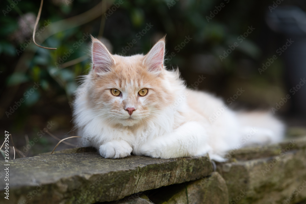 beige fawn maine coon cat relaxing on natural stone wall outdoors in the back yard looking at camera