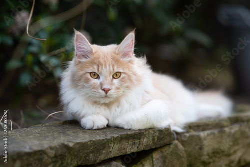 beige fawn maine coon cat relaxing on natural stone wall outdoors in the back yard looking at camera