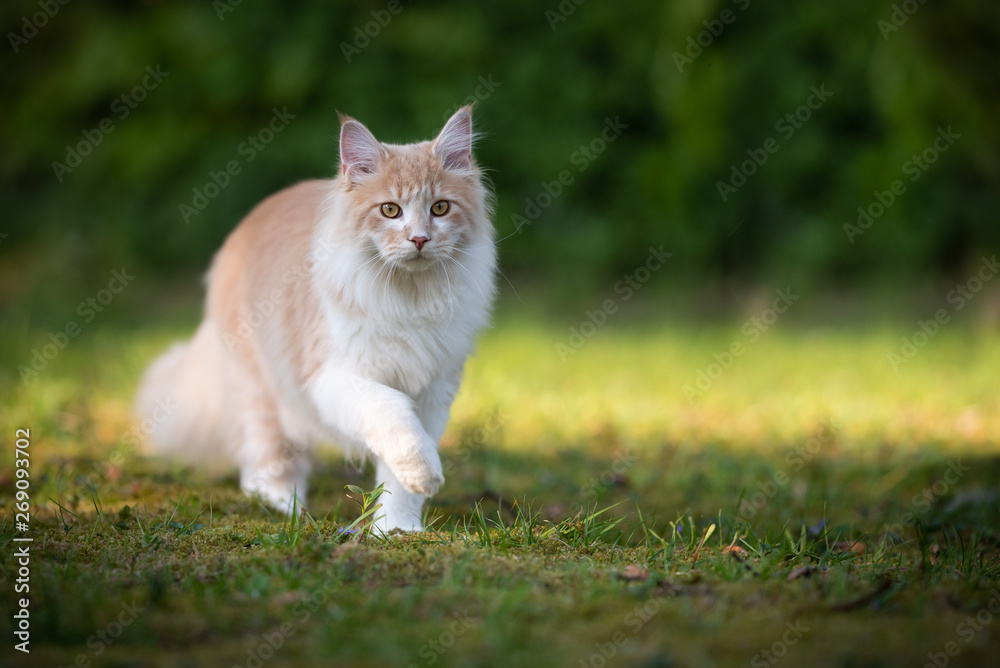 beige fawn maine coon cat on the move walking through the garden on a sunny day in front of a hedge beige fawn maine coon cat on the move walking through the garden on a sunny day in front of a hedge