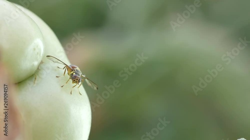 front view of a fruit fly resting around the young tomato
