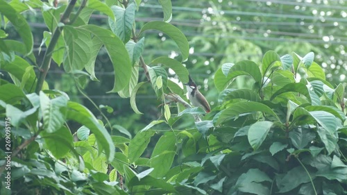 a Red-whiskered bulbul bird is scouting and flying away