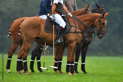 Three polo horses with riders standing on a field in the rain.