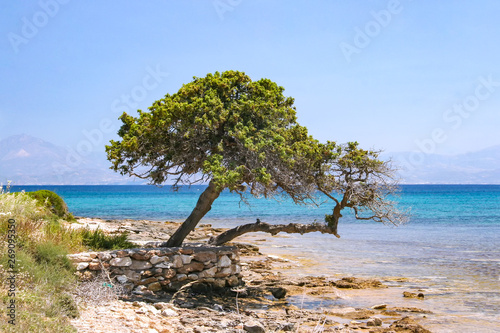 Two trees leaning towards the sea