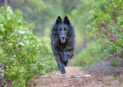 Foto Belgian Sheepdog running down wooded path
