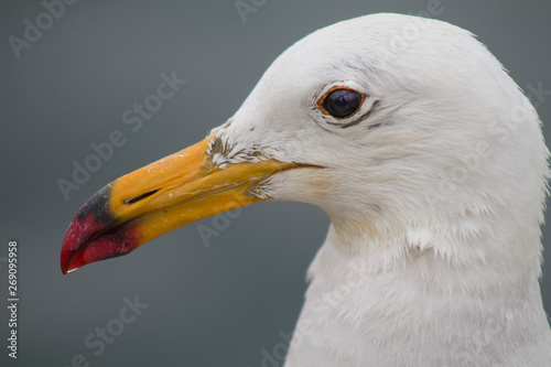 Gaviota blanca en primer plano en la playa