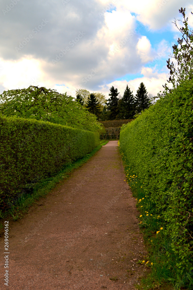 alley of smoothly trimmed bushes in the Park. Copy space
