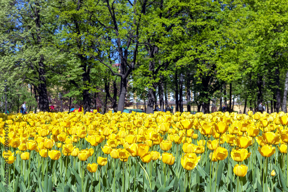 Obraz premium Yellow tulips in the Park