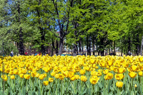 Yellow tulips in the Park