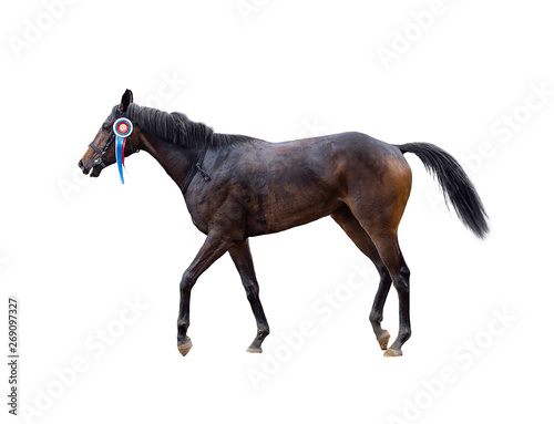 the horse is coming, the winner of the competition, isolated on a white background, racing jockey, horse race winner